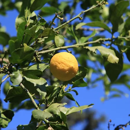 Konukevi Simge Kemer