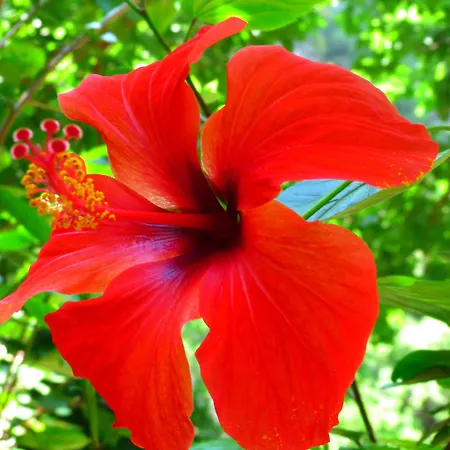 Pensjonat Simge Kemer