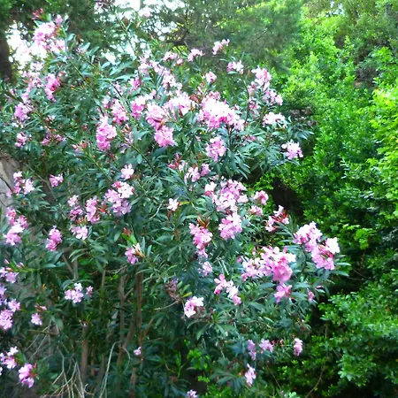 Simge Pensjonat Kemer