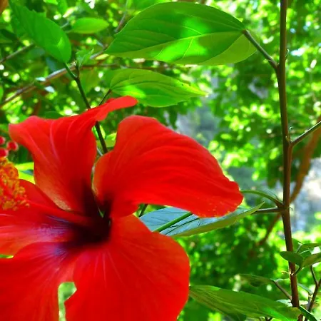 ゲストハウス Simge