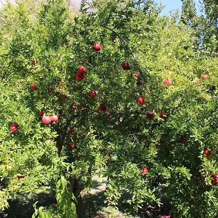 斯姆格旅馆 招待所 凯梅尔