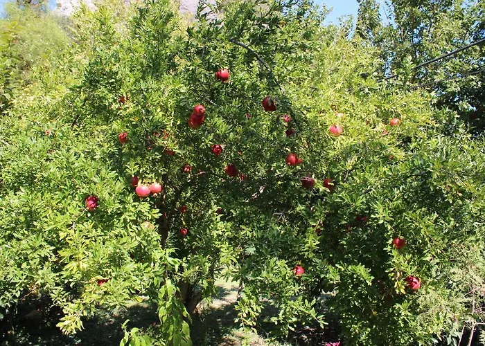 Simge Pensiune Çıralı