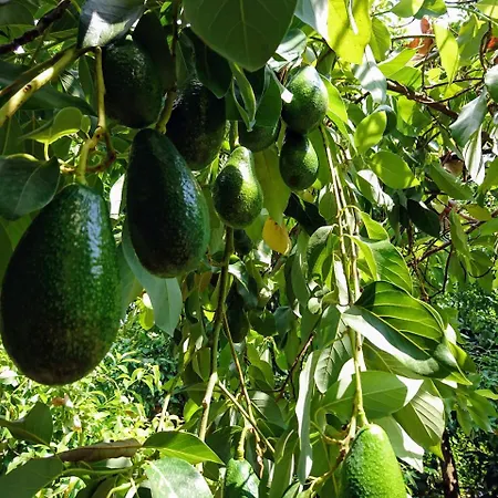 Simge Maison d'hôtes Çıralı